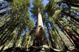 Nacionalni park sequoia - čudo kalifornije Nacionalni park sequoia - čudo kalifornije